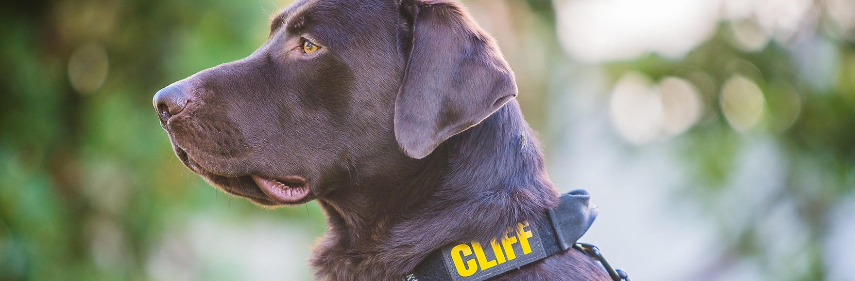 Image of K-9 Cliff